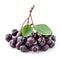 Aronia isolated