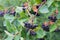 Aronia melanocarpa, black chokeberry berries on branch