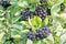 Aronia melanocarpa black chokeberry ripe berries on the branch.