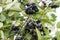 Aronia melanocarpa black chokeberry ripe berries on the tree