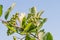 Aronia melanocarpa or black chokeberry tree and green berries on the bush under blue sky