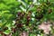 Aronia melanocarpa, black chokeberry. Unripe aronia berries in the garden.