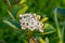 Aronia melanocarpa flowers and leaves closeup