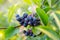 Aronia melanocarpa ripe berries on the branch