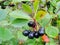 Aronia on tree close up.