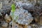 Aronstab, Arum maculatum, close up, grows on hiking trail to mount dikeos in kos, greece