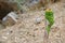 Aronstab, Arum maculatum, close up, grows on hiking trail to mount dikeos in kos, greece