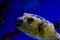 Arothron meleagris the guineafowl puffer or golden puffer sea yellow fish saltwater aquarium nature wild life ocean hobby pets