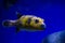 Arothron meleagris the guineafowl puffer or golden puffer sea yellow fish saltwater aquarium nature wild life ocean hobby pets