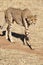 Around 300 jeetahs are Namibia left.