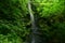 Around the city of Scarborough in the UK,Forest, waterfall