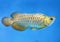 Arowana in aquarium, this is a favorite fish with long body, beautiful dragon shape colorful