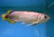 Arowana fish