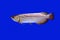 Arowana fish , Full gold