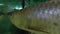 Arowana fish underwater close up footage