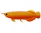 Arowana fish on white background