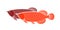 Arowana logo. Dragon fish.  Isolated arowana on white background