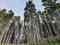 Arrallanes forest, rio negro, argentina