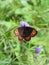 Arran brown butterfly Erebia ligea