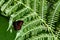 Arran brown butterfly (Erebia ligea) on a fern leaf