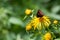 Arran brown butterfly (Erebia ligea) inspecting a flower