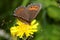 Arran brown, erebia ligea