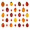 Arranged colorful yellow, red, orange, brown hawthorn fall leaves and physalis lanterns, isolated on white