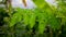 Arranged green sajna leaves. Natural Moringa leaves Tree Green Background. Fresh Green Moringa leaves