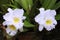 Arrangement of big white orchid flower