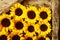 Arrangement of colorful yellow sunflowers