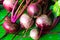 Arrangement of Fresh Raw Organic Beet Roots on green background