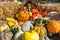 Arrangement of Gourds and Pumpkins