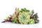 Arrangement of green purple and pink echeveria succulent plants on white table top background