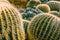 Arrangement of large cactuses.