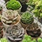 Arrangement of mix green purple and pink echeveria succulent plants on plaid table top background