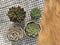 Arrangement of mix green and red echeveria succulent plants on plaid table top background