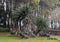 Arrangement rocks and trees in the rear of the monastery grounds in the Thien Mu Pagoda in Hue, Vietnam