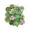 arrangement of succulents or cactus on white background, overhead or top view