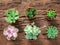 arrangement of succulents or cactus on wooden background, overhead or top view
