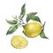 Arrangement with whole and slice fresh citrus fruit lemon with green leaves and flowers.