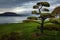 arranging of pine tree with rainy day at lake toya hokkaido japan