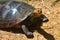 The Arrau turtle Podocnemis expansa, also known as the South American river turtle, giant South American turtle, giant Amazon