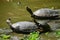 The Arrau turtle Podocnemis expansa, also known as the South American river turtle, giant South American turtle, giant Amazon