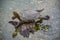 An Arrau Turtle resting and sunning itself on a log in the Amazon rainforest