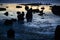 An array of beach rock silhouettes at Brighton Beach, VIC, Australia