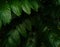 Array of green leaves in the forest