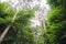 A array of majestic tall trees reaching to the sky