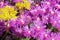 Array of purple iceplant flowers