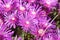 Array of purple iceplant flowers