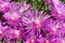 Array of purple iceplant flowers